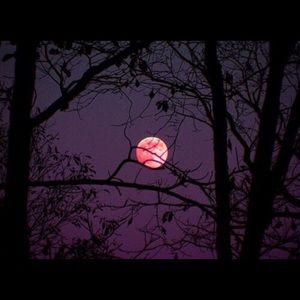 Meet your Posher, Isabel